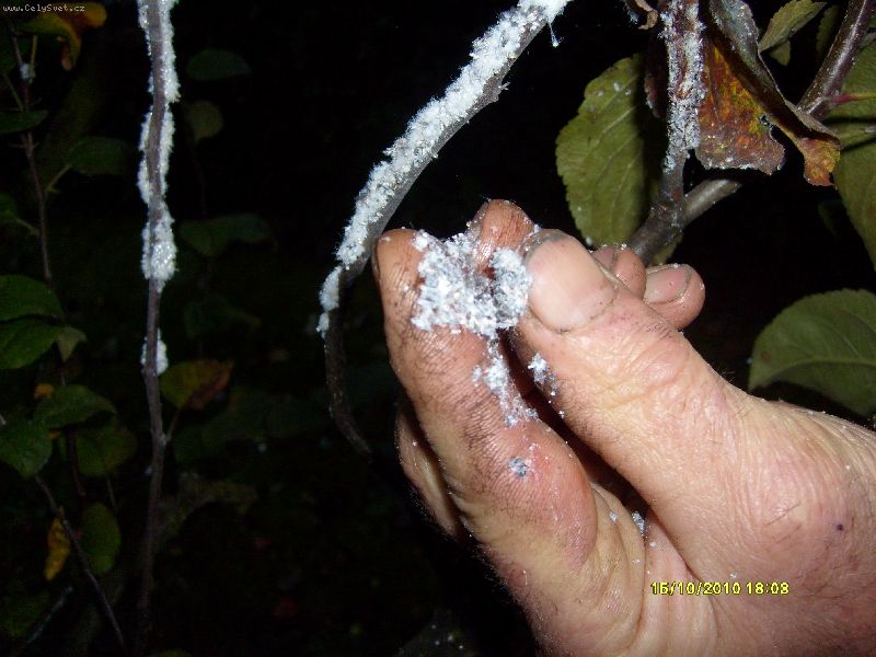 Foto: Jablo�-Na jabloni se mi objevila zvl�tn�&'p�na&' a nev�m co s t�m