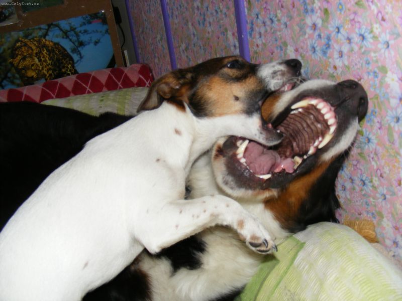 Foto: -asi se se�ereme navz�jem...