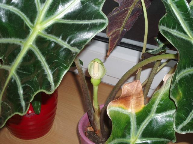 Fotky: Alok�zie (foto, obrazky)