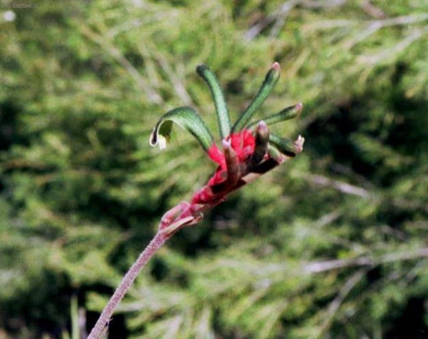 Fotky: Anigozantos, klokan� tlapka (foto, obrazky)