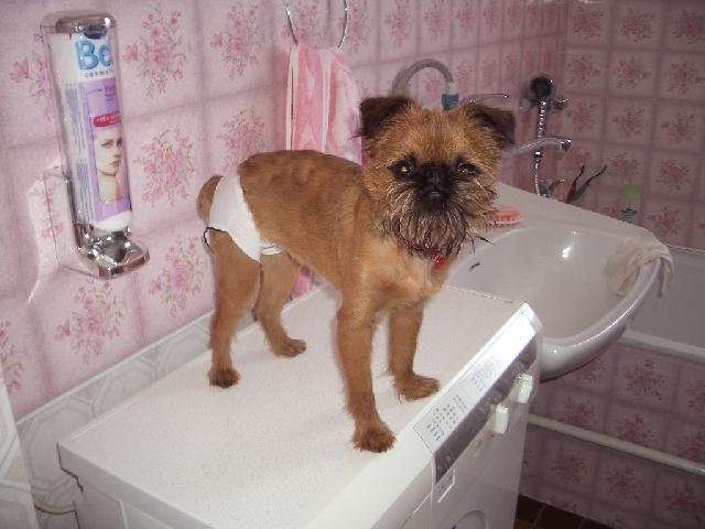 Foto: Belgick� grifonek-NASE BOU. Majitelka: HELENA