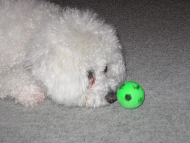 Fotky: Bi�onek (foto, obrazky)