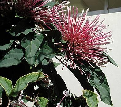 Fotky: Blahoke�, klerodendrum (foto, obrazky)