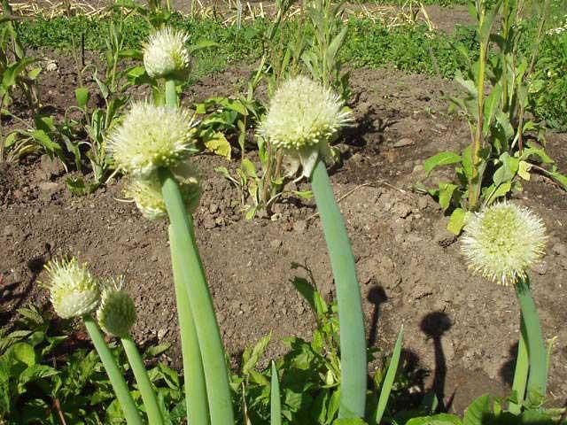 Fotky: Cibule zimn� - se�ka (foto, obrazky)