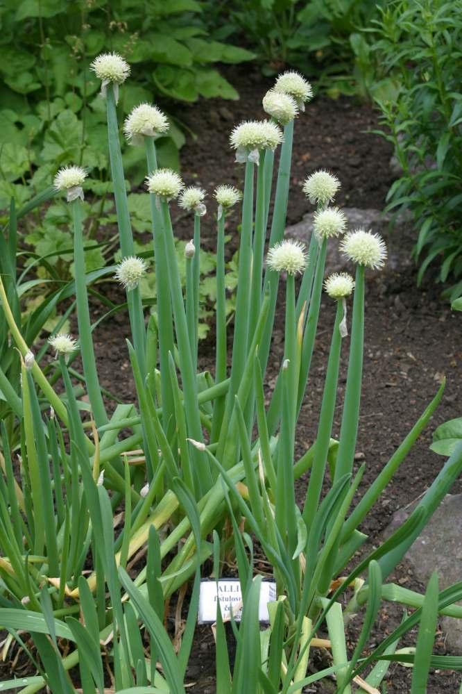 Fotky: Cibule zimn� - se�ka (foto, obrazky)