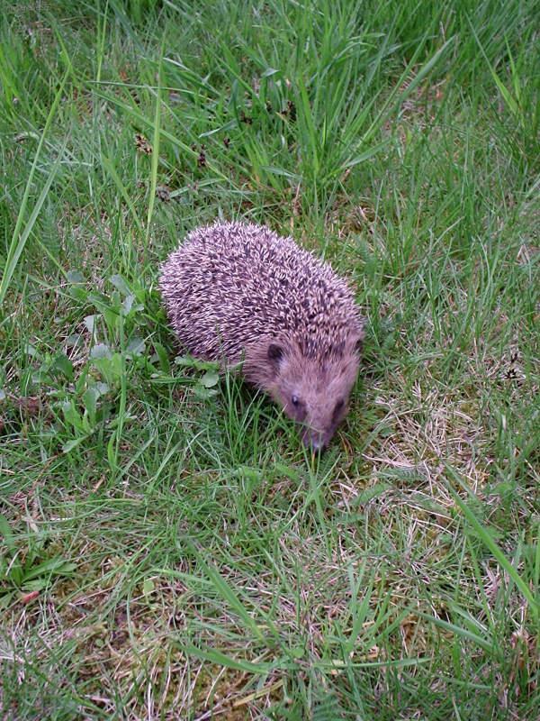 Foto: Co ud�lat pro nalezen�ho je�ka?