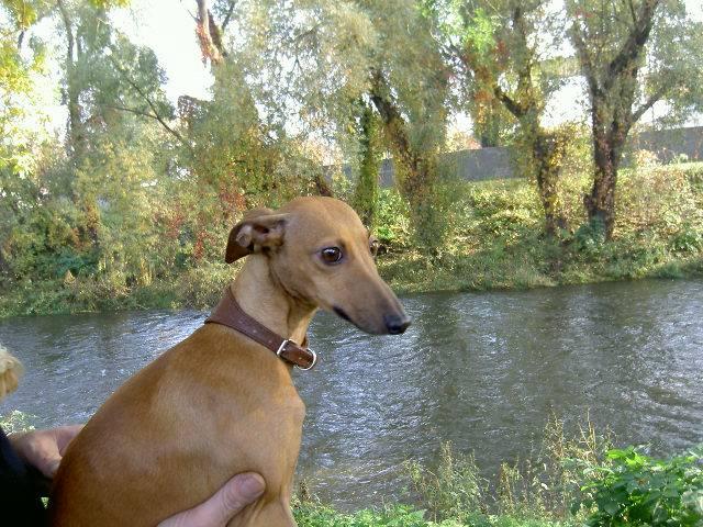 Foto: Italsk� chrt�k-CHS: De Marte Moor