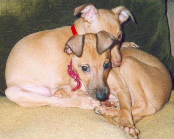 Foto: Italsk� chrt�k-CHS: De Marte Moor