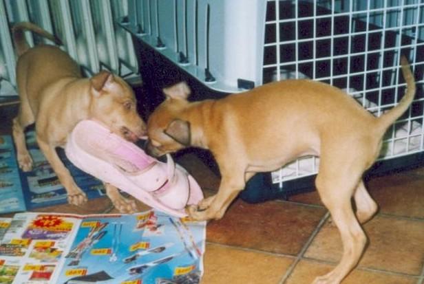 Foto: Italsk� chrt�k-CHS: De Marte Moor