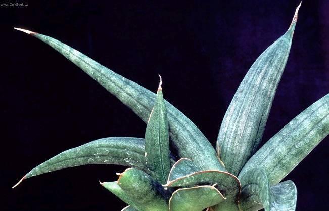 Fotky: Tch�nin jazyk, tenura (foto, obrazky)