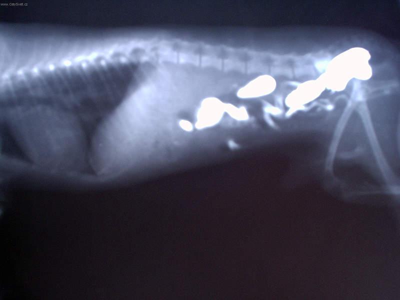 Foto: L��ba intern�ch onemocn�n�