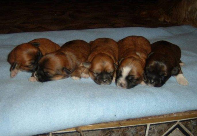 Foto: Lhasa-Chovatelsk� stanice ps�: BRI-JACK