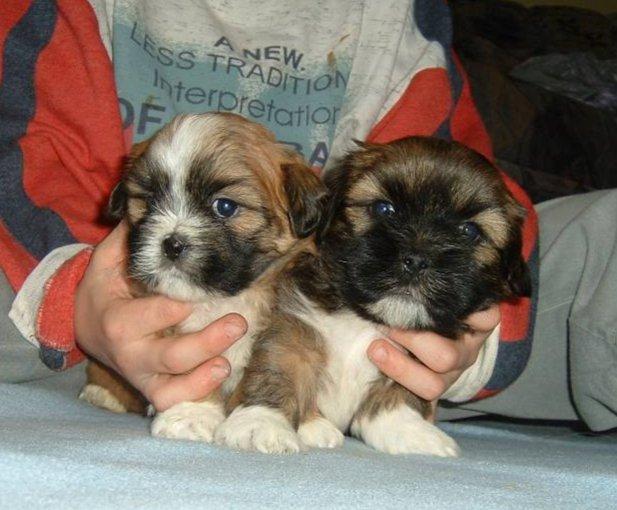 Foto: Lhasa-Chovatelsk� stanice ps�: BRI-JACK