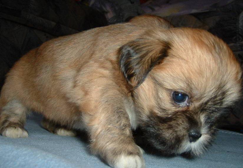 Foto: Lhasa-Chovatelsk� stanice ps�: BRI-JACK