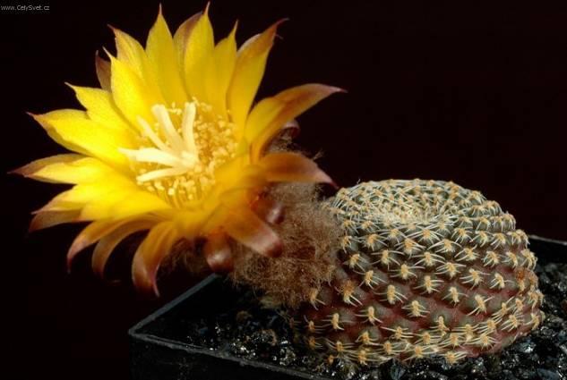 Fotky: Lob�vie (foto, obrazky)