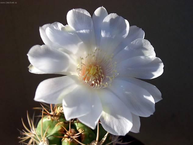 Fotky: Lob�vie (foto, obrazky)