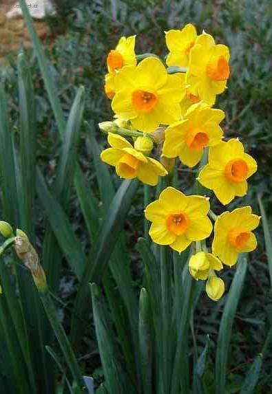 Foto: Narcis