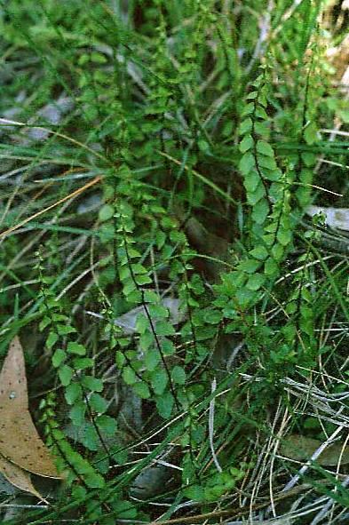 Fotky: Pelea knoflikov� (foto, obrazky)