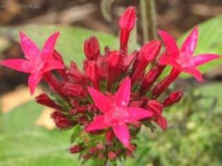 Fotky: Pentas, p�tkovec (foto, obrazky)