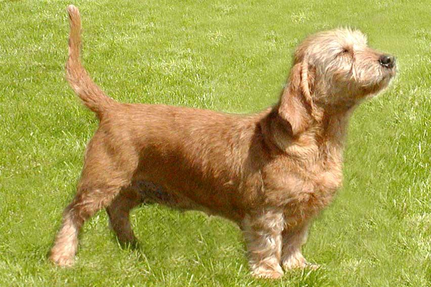 Foto: Plav� breta�sk� baset-CHS: Kennel Check Star