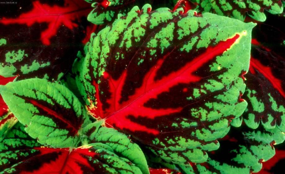 Fotky: Pochvatec ozdobn�, koleus, africk� kop�iva (foto, obrazky)