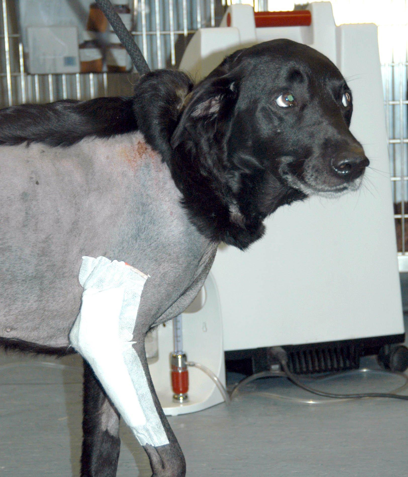 Foto: P�edopera�n� vy�et�en� - pes