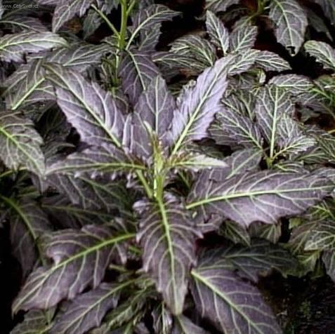 Fotky: Prota�itka (foto, obrazky)