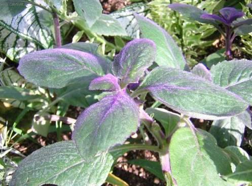 Fotky: Prota�itka (foto, obrazky)