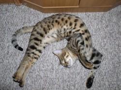 Foto: Puzzle online: Ko�ky 4