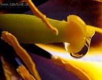 Foto: Puzzle online: Rostlina 1