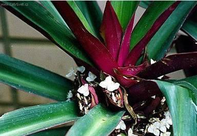 Fotky: Reo mnohobarv� (foto, obrazky)