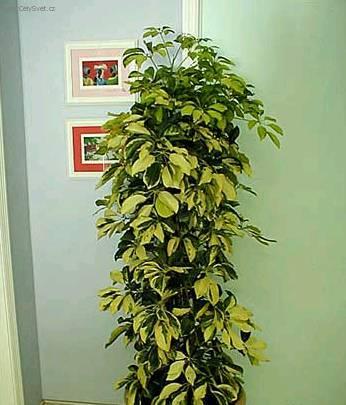 Fotky: �eflera (foto, obrazky)