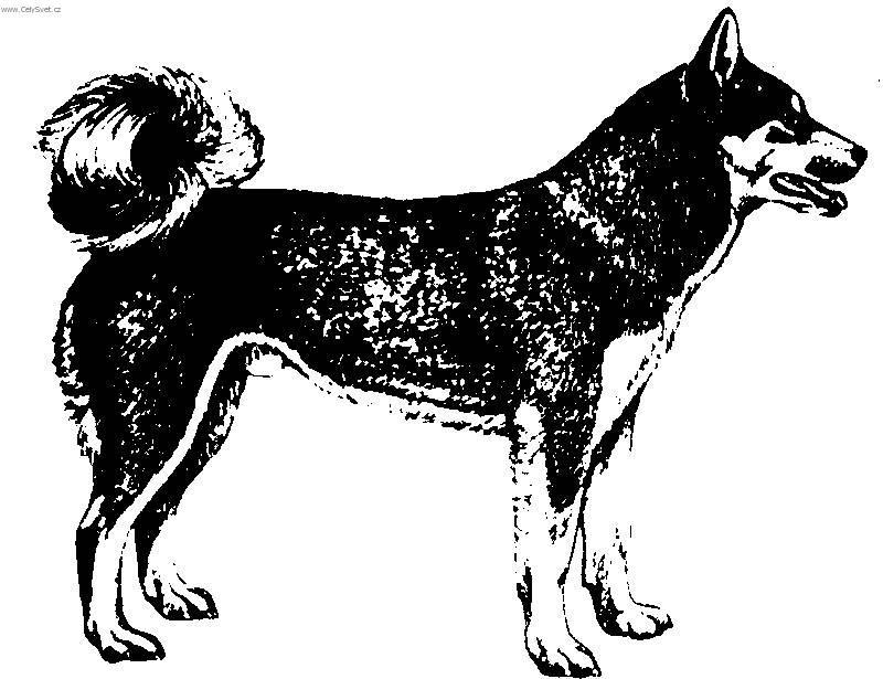 Foto: V�chodosibi�sk� lajka-Kresba