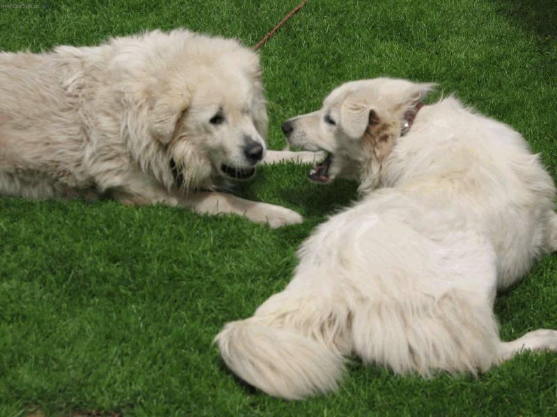 Foto: Slovensk� �uva�-Majitel: Medoz