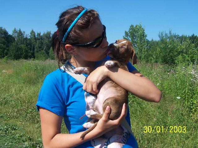 Fotky: Staford��rsk� bullterier (foto, obrazky)