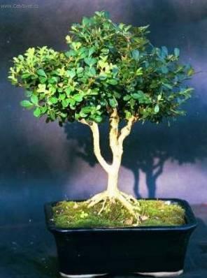 Fotky: Zimostr�z (foto, obrazky)