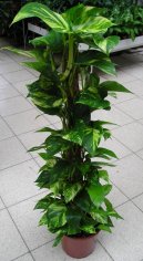 Pokojov rostliny:  > Potos (Scindapsus)