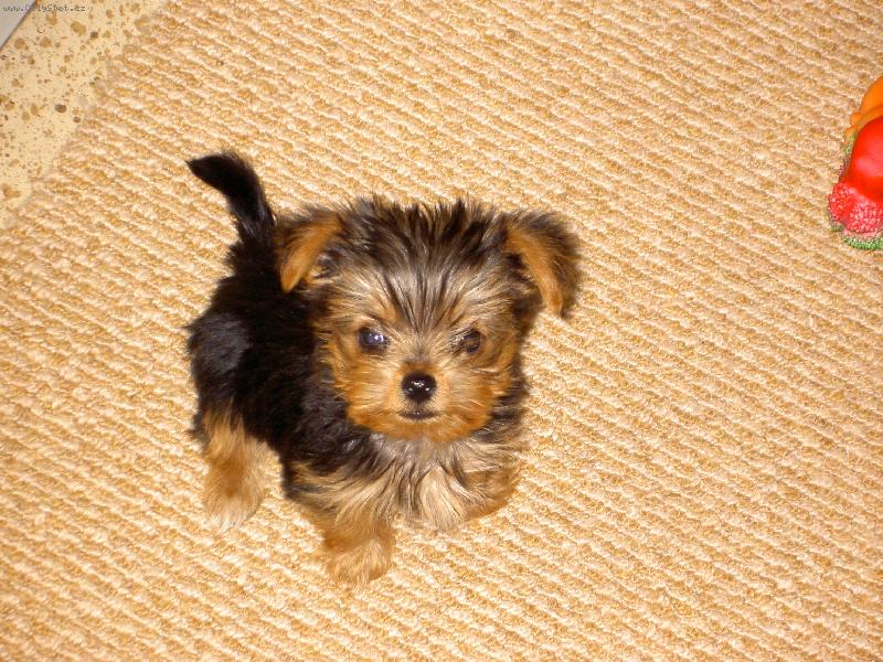 Foto: To je n� MIKY.