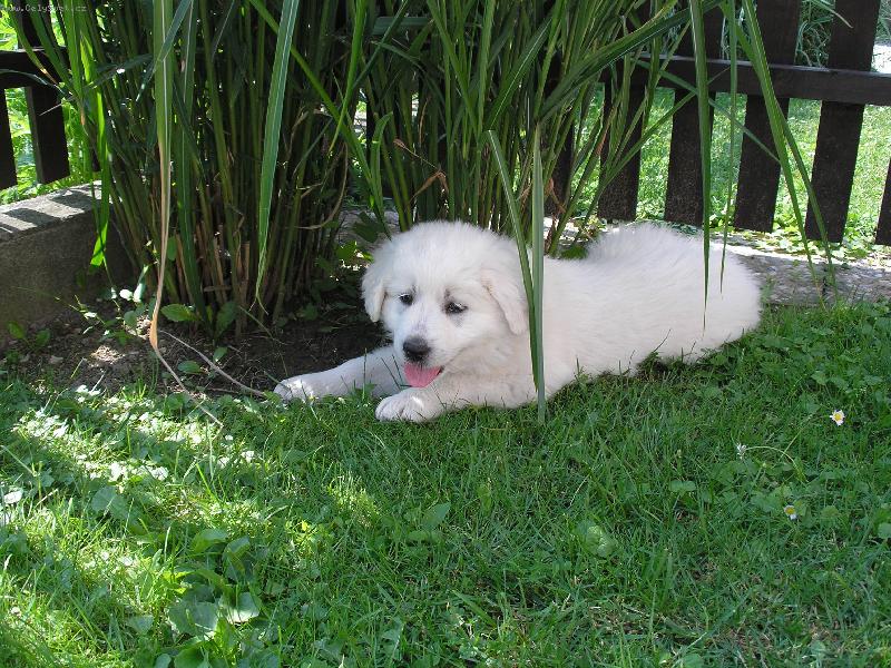 Foto: Na�e Bellinka