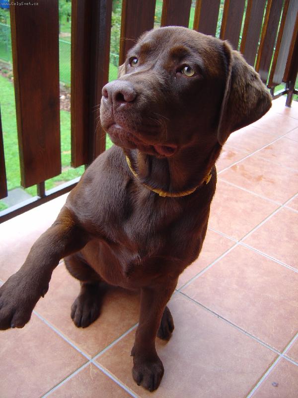 Foto: �okol�dov� Labrador Hershey-hershey- d�v� pac