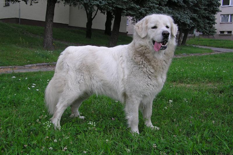 Foto: Ch.Nerka Irova Janin ran�