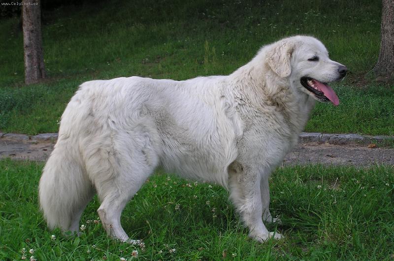 Foto: Ch.Nerka Irova Janin ran�