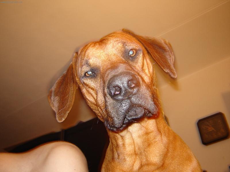 Foto: Ron-Slu�� mi to