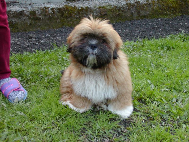 Foto: Lhasa-lhasa-steniatko