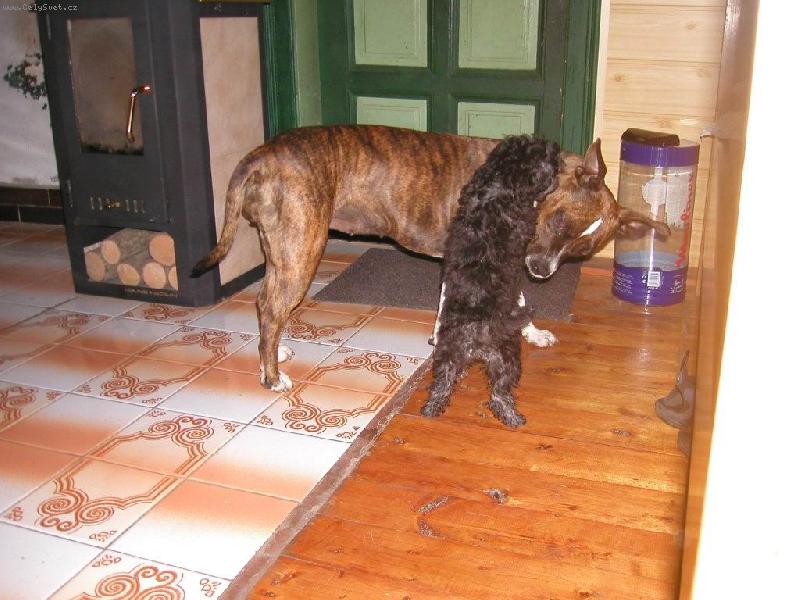 Foto: Staford ob�t� pudl�ka