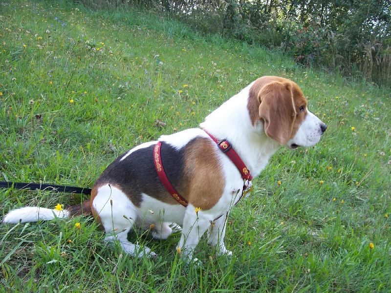 Foto: benji-profil b�gla kdy� sed�