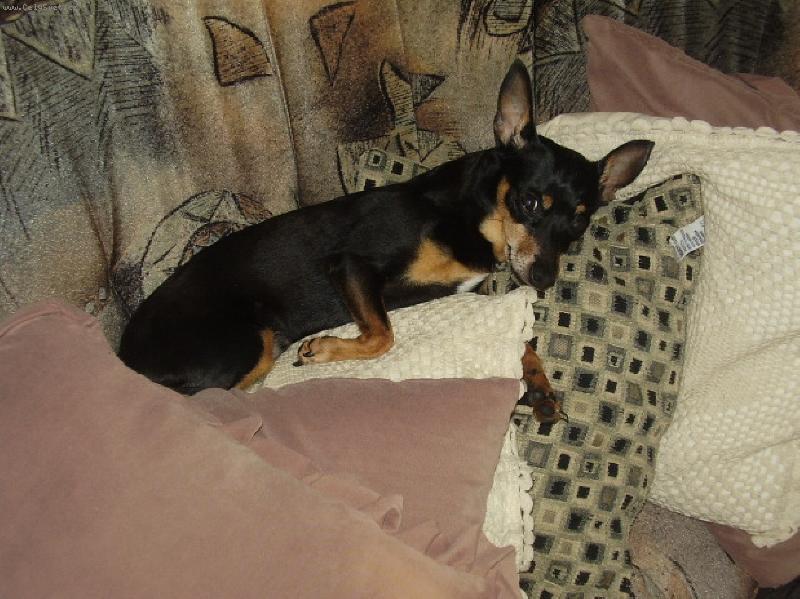 Foto: brikinka-nas roztomily domaci milacik