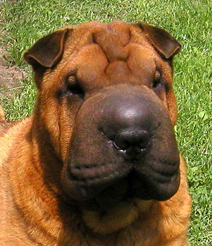 Foto: �arpej - fenka Airin