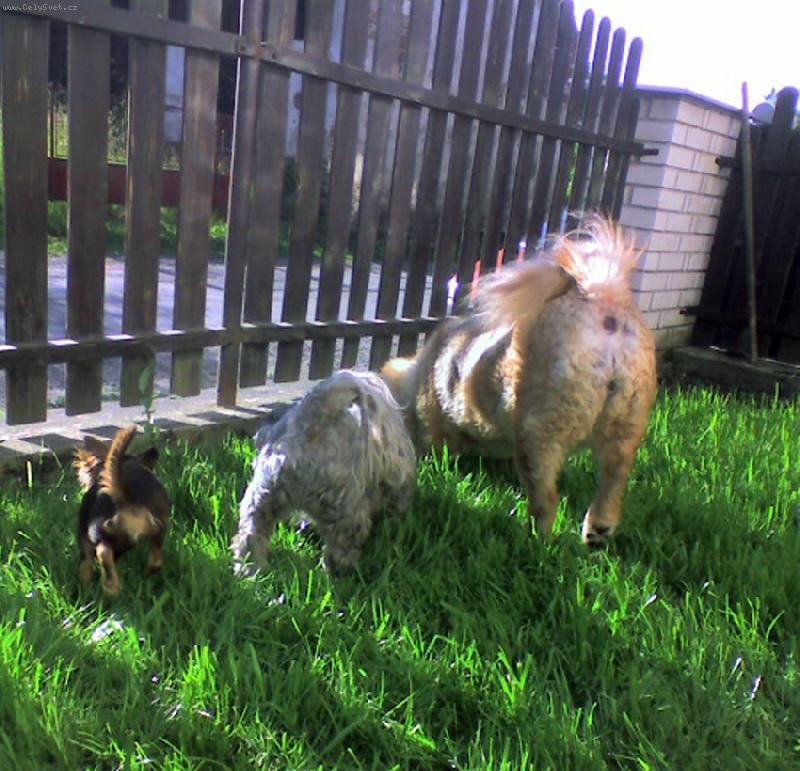 Foto: t�i pedelky-fakt by m� zaj�malo ... co tam asi maj�?