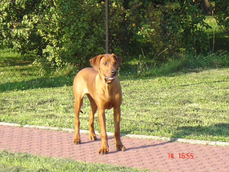 Foto: Didier Fontanesia-na proch�zce